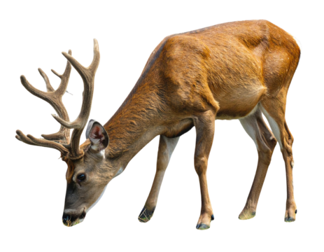 Wild Deer Buck with Antlers Grazing Downward, Side Angle, Isolated
