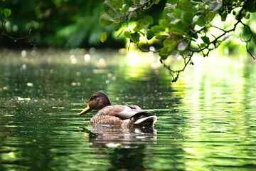 Ducks floating on the calm water surface of the pond. Autumn park	