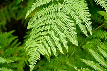 Green fern leaves in the forest close up. Natural background.