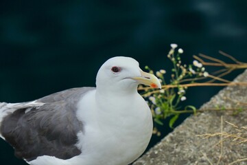見つめてくるカモメ