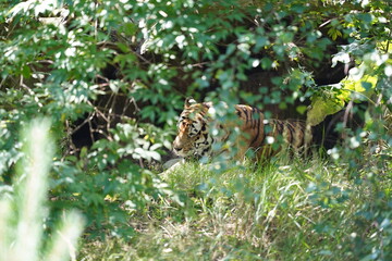Tiger, Tygrys © Hubert