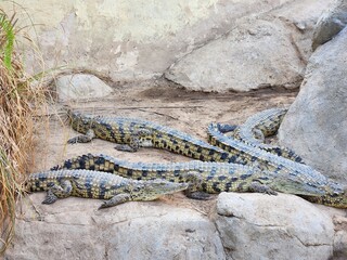 A group of crocodiles resting on rocks near a wall with some vegetation on the side of the frame