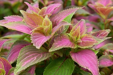 Close-up view of vibrant, colorful foliage.