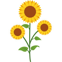 Obraz premium Beautiful Sunflower Vector