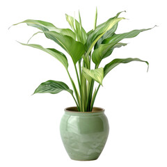 green plant in a pot isolated png
