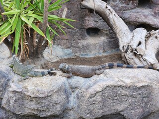 Two iguanas resting on rocks near a plant and a dead tree branch in an outdoor enclosure setting