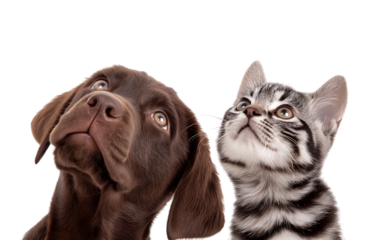 Curious Puppy and Kitten Looking Upwards with Wide Eyes isolated on a transparent background