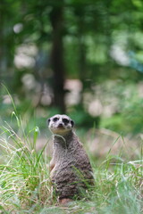 Surikatka, Meerkat © Hubert