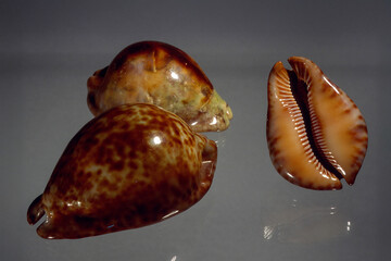 Trona stercolraria. Cowry, Cypraea, Sea shell macro photo with dark background.