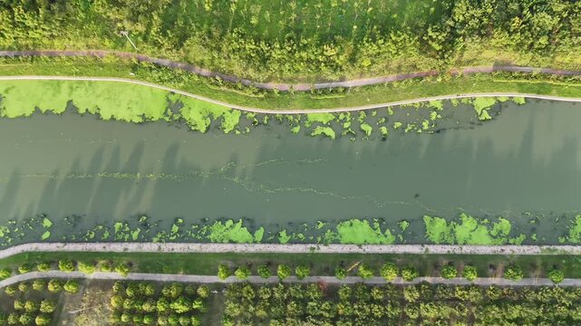 Aerial view of a green waterway with algae and tree-lined paths, symbolizing climate change impact, water sustainability, and the balance between urban planning and natural ecosystems.