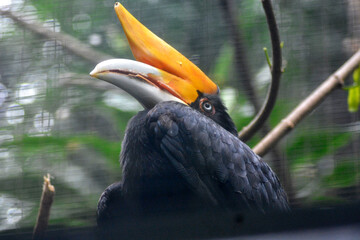 A striking hornbill with a bright yellow casque and large beak perches gracefully, showcasing its unique and majestic appearance.