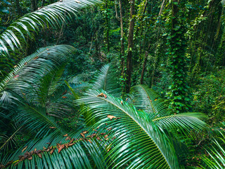 Seychelles Aerial View, La Digue. Dense tropical jungle with lush green vegetation, tall palm trees, and thick vines creating an exotic rainforest landscape.