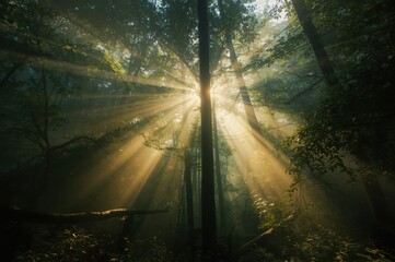 Obraz premium Surreal forest bathed in golden sunlight through gently swirling mist