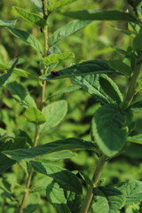green branches with large leaves, background