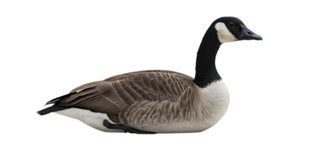 Canada Goose Profile View on Black Background isolated on transparent background