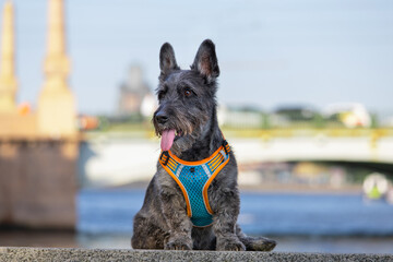 A Scottish terrier with gray-black fur sitting on a summer day against the backdrop of the city and a bridge
