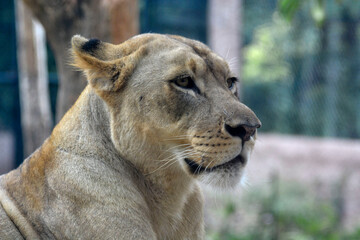 A close-up portrait of a lioness with intense eyes, showing strength and calmness in the wild.