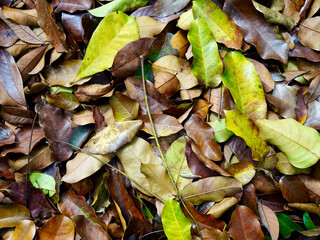 Overhead view of a mix of dry brown leaves and green fresh leaves scattered on the soil, creating an earthy organic pattern