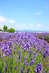Fototapeta premium View of Lavender Field in Bloom under Blue Sky, Furano, Hokkaido, Japan