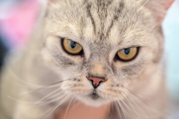 A CloseUp Image of an Extremely Expressive Cat Featuring Striking and Vibrant Yellow Eyes