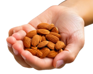 Almonds Resting in a Child’s Palm, isolated on a transparent background PNG
