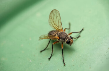 Fototapeta premium Close-up photo of small midge insect. The bug has hairy body, wings. Posed on green surface, macro tech, details of insect. Pests in bathroom or near drain.