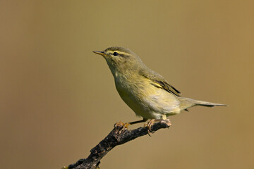 Iberian Chiffchaff on Neutral Background