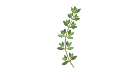 Fototapeta premium Delicate sprig of fresh green herbs with small oval leaves and slender stems suitable for culinary and herbal uses illustrating natural plant