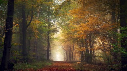 Moving through a misty forest in autumn. Fog and colorful foliage create depth in a tree tunnel - Powered by Adobe