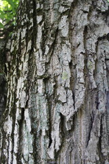 Fototapeta premium Rough, peeling bark of a strong walnut tree trunk, against a background of green foliage.