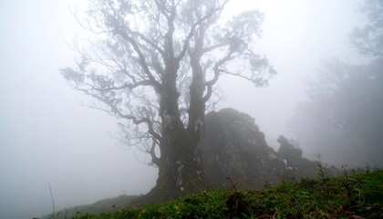 A large, leafless tree stands silhouetted against a misty mountain landscape, bathed in soft, diffused light.