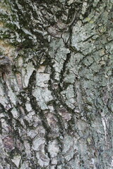 Close-up of peeling, rough, mottled walnut bark covered with moss.
