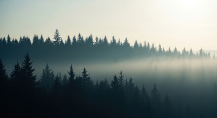 A hazy forest landscape with evergreen trees and fog rolling through the trees on a misty morning view