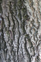 A close-up of the thick, rough bark of a strong trunk of a mature walnut tree.