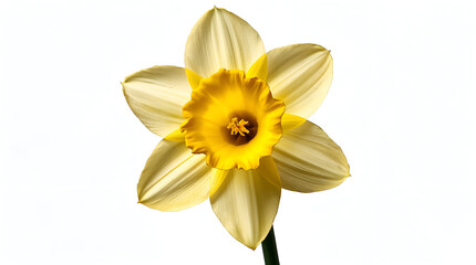 Obraz premium Golden yellow daffodil with trumpet-shaped bloom and soft matte petals on white photorealistic background