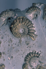 ammonite fossil, Cephalopoda, Late Jurassic, England, United Kingdom.