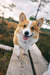 Happy corgi exploring a wooden pathway through grass during a sunny day in the park
