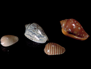 Shiny, Marginella shells, Sea shell macro photo with dark background.