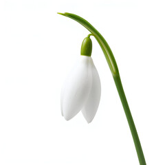 Snowdrop flower with white teardrop petals and slender green stem on photorealistic white background