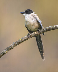 Iberian Magpie on Curved Branch