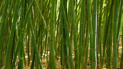 Fototapeta premium A dense forest of tall, vibrant green bamboo stalks with visible nodes, creating a natural, lush, and serene atmosphere
