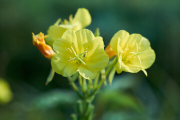 Close-up of yellow Oenothera flowers (evening primrose, suncups, and sundrops)