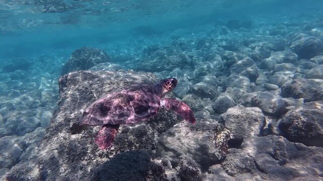  Fauna Marina Bilder Stock Fotos Videos Adobe Stock