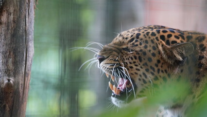 Leopard, Lampart © Hubert