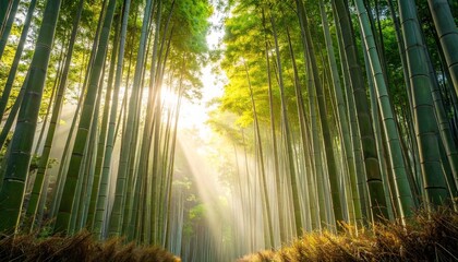 Atmospheric photo of Kyoto’s Arashiyama bamboo forest with golden morning sunlight. Calm and peaceful travel scenery from Japan.
