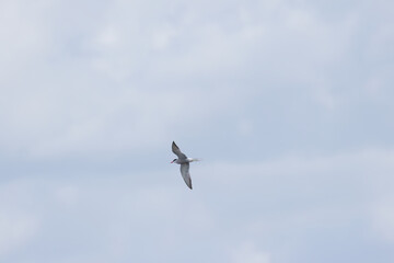 Common tern in flight with wings spread, common tern with wings spread and gray sky, flying common tern with gray clouds in the background, Sterna hirundo