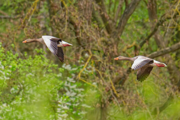 Graugänse im Flug im Frühjahr