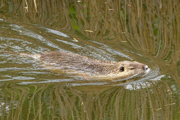 Nutria im Frühjahr