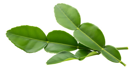 Kaffir Lime Leaves Fresh Aromatic Herbs isolated on transparent background