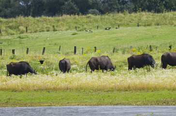 Fototapeta premium A herd of water buffalo on a wild meadow surrounded by flowers, grazing water buffalo, a crow flying next to the buffalo at the edge of the lake, fenced meadows, trees in the background, Bubalus arnee